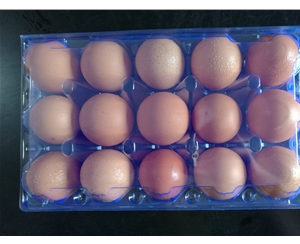 六安鸡蛋包装1