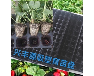 六安草莓育苗吸塑盘